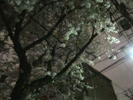 IMG_0012