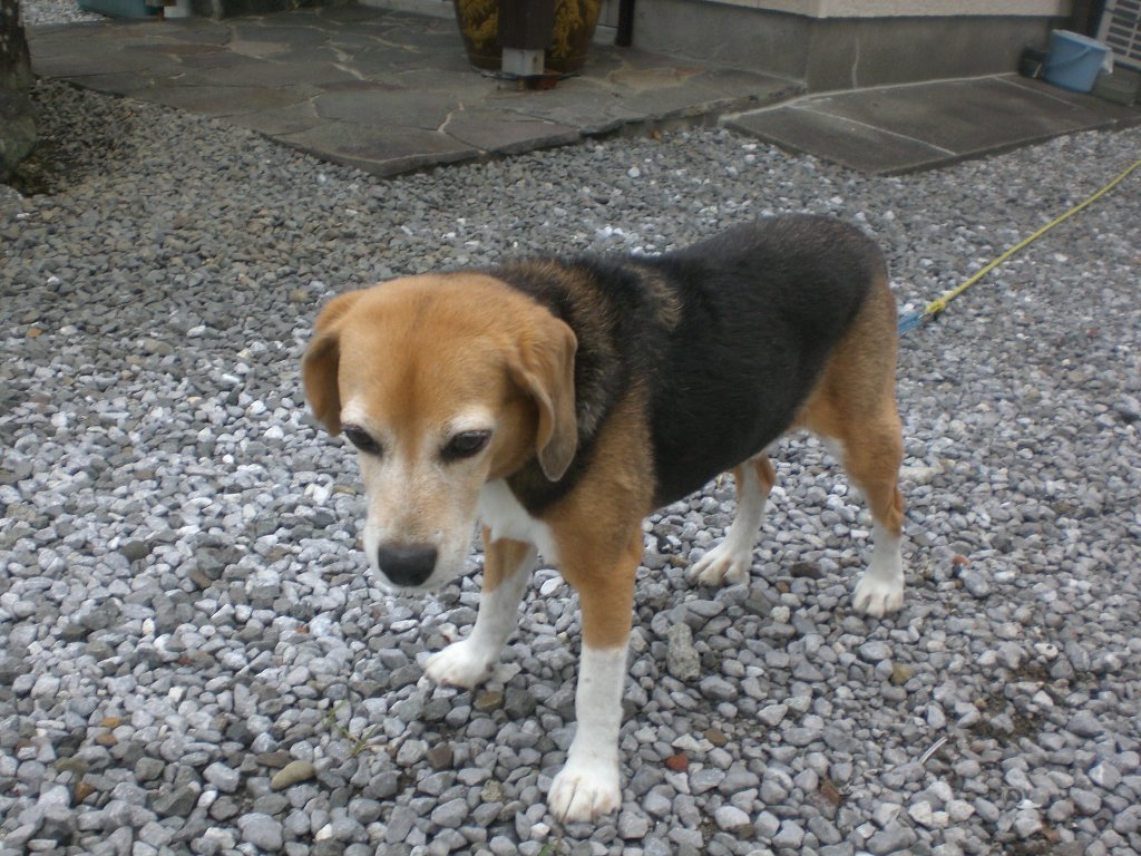 デイジーちゃん安らかに ブラんち