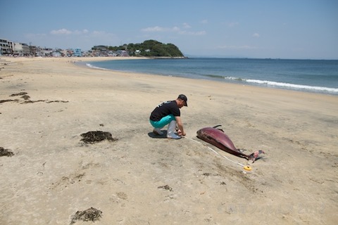 篠島ウミガメ隊_ゴミ拾い_前浜_スナメリ_2012-06-06 11-43-20