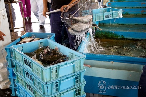 篠島とらふぐ_2017-10-01 16-00-12