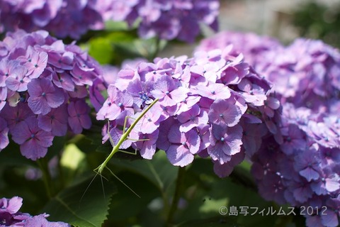 東山_篠島_風景_観光_紫陽花_2012-06-17 14-38-12