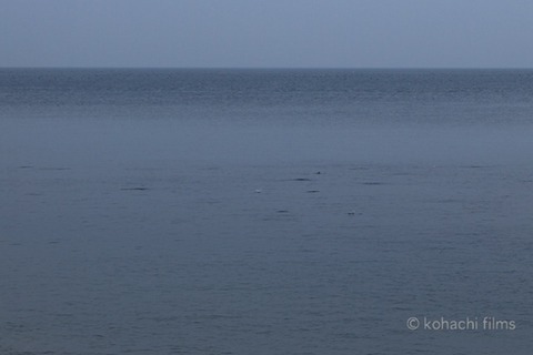 篠島_スナメリ_おんべ鯛奉納祭前夜祭_2011-10-11 16-55-08