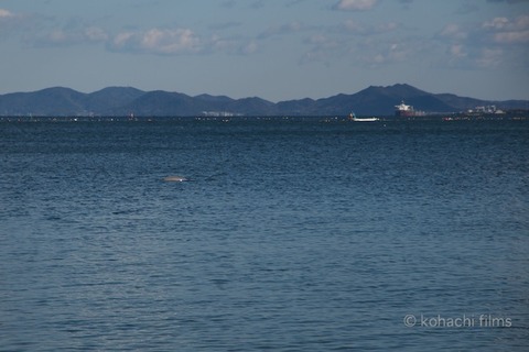 スナメリ前浜_2011-12-27 13-55-58