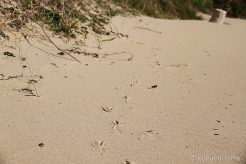 島写_松島_2011-04-13 15-36-29