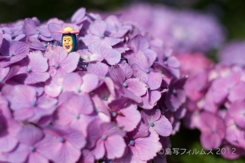 東山_篠島_風景_観光_紫陽花_2012-06-17 14-52-16