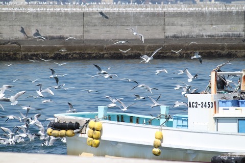 島写_篠島漁港_かもめ2011-04-01 11-12-14