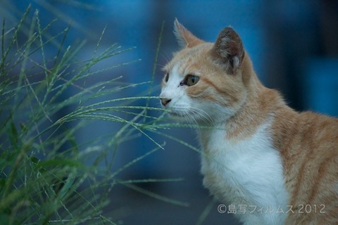 漁港_篠島_写真_ねこ_アオリイカ_#Silhouette_2012-09-14 17-53-43