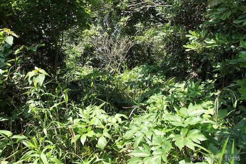 小山島_矢穴石_枕石_棚橋_篠島_風景__2011-05-19 13-26-11