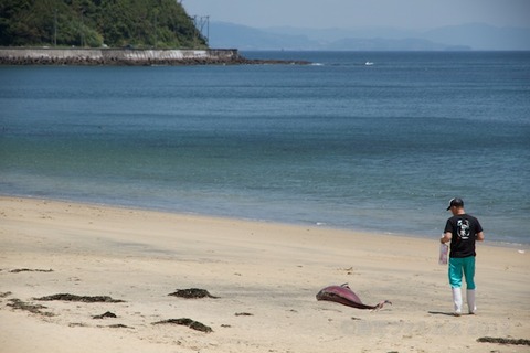 篠島ウミガメ隊_ゴミ拾い_前浜_スナメリ_2012-06-06 11-41-32