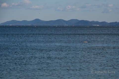 スナメリ前浜_2011-12-27 13-53-30