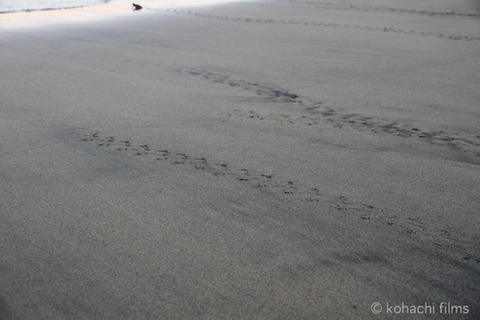ウミガメ孵化_篠島_写真_前浜_放流_2011-09-06 18-01-12
