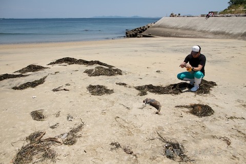 篠島ウミガメ隊_ゴミ拾い_前浜_スナメリ_2012-06-06 12-01-43