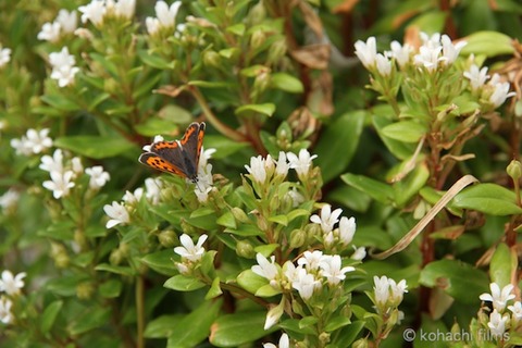 鯨浜_篠島_風景_観光_ 2011-06-08 15-33-46