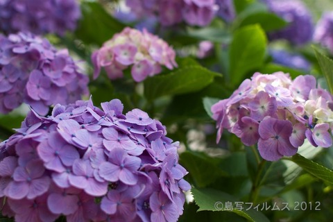 東山_篠島_風景_観光_紫陽花_2012-06-17 14-46-17