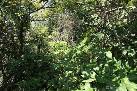 小山島_矢穴石_枕石_棚橋_篠島_風景__2011-05-19 13-26-21