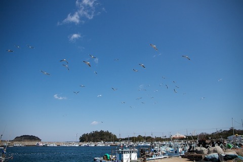 漁港_篠島_風景_カモメ_2012-03-21 11-39-25