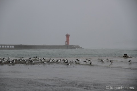 台風_篠島_風景_2011-09-02 12-20-01