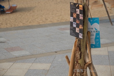 篠島ウミガメ隊_ボランティア_#seaturtle_2012-07-29 07-34-37