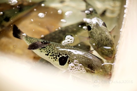 篠島トラフグ_2016-10-02 15-19-39