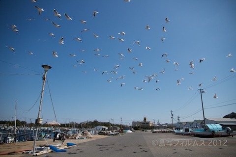 漁港_篠島_風景_カモメ_2012-03-21 11-39-20