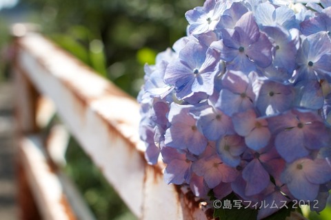東山_篠島_風景_観光_紫陽花_2012-06-17 14-57-46