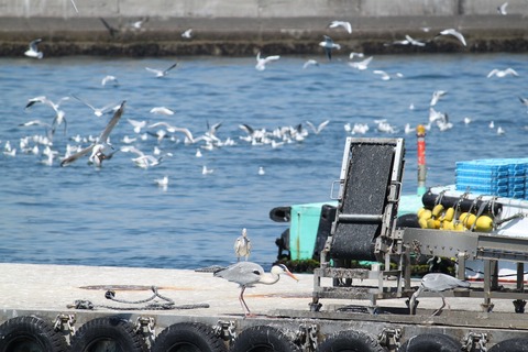 島写_篠島漁港_かもめ2011-04-01 11-13-31