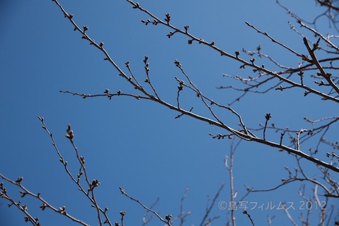 篠島_風景_観光_桜_2012-03-26 11-49-04