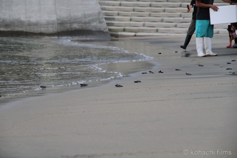 ウミガメ孵化_篠島_写真_前浜_放流_2011-09-06 18-00-53