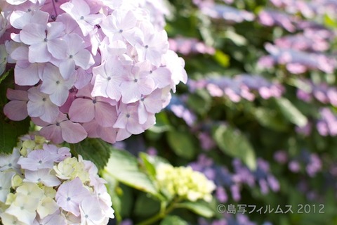 東山_篠島_風景_観光_紫陽花_2012-06-17 15-05-25