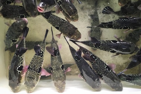 篠島トラフグ_2015-10-05 16-12-36