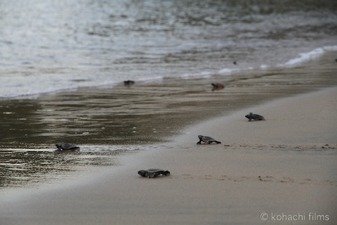 ウミガメ孵化_篠島_写真_前浜_放流_2011-09-06 18-00-51