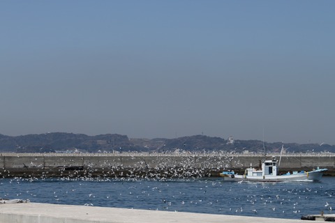 島写_篠島漁港_かもめ2011-04-01 11-27-55