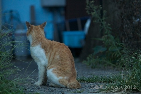 漁港_篠島_写真_ねこ_アオリイカ_#Silhouette_2012-09-14 17-52-07
