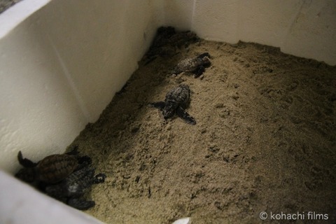 ウミガメ産卵_篠島_写真_前浜_保護_2011-08-31 17-56-40