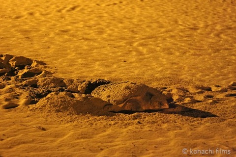 ウミガメ産卵_篠島_前浜_2011-06-27 21-20-20