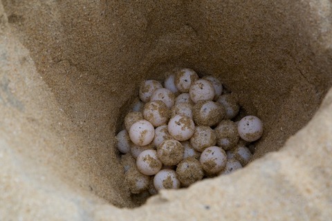 篠島ウミガメビーチランド_06-20 13-24-12