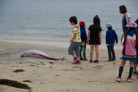 篠島ウミガメ隊_ゴミ拾い_前浜_スナメリ_2012-06-06 07-53-24