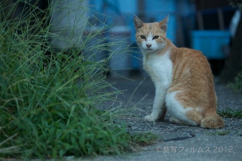 漁港_篠島_写真_ねこ_アオリイカ_#Silhouette_2012-09-14 17-53-07