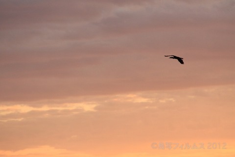 篠島前浜サンサンビーチ_朝日_ 2012-10-02 05-54-49