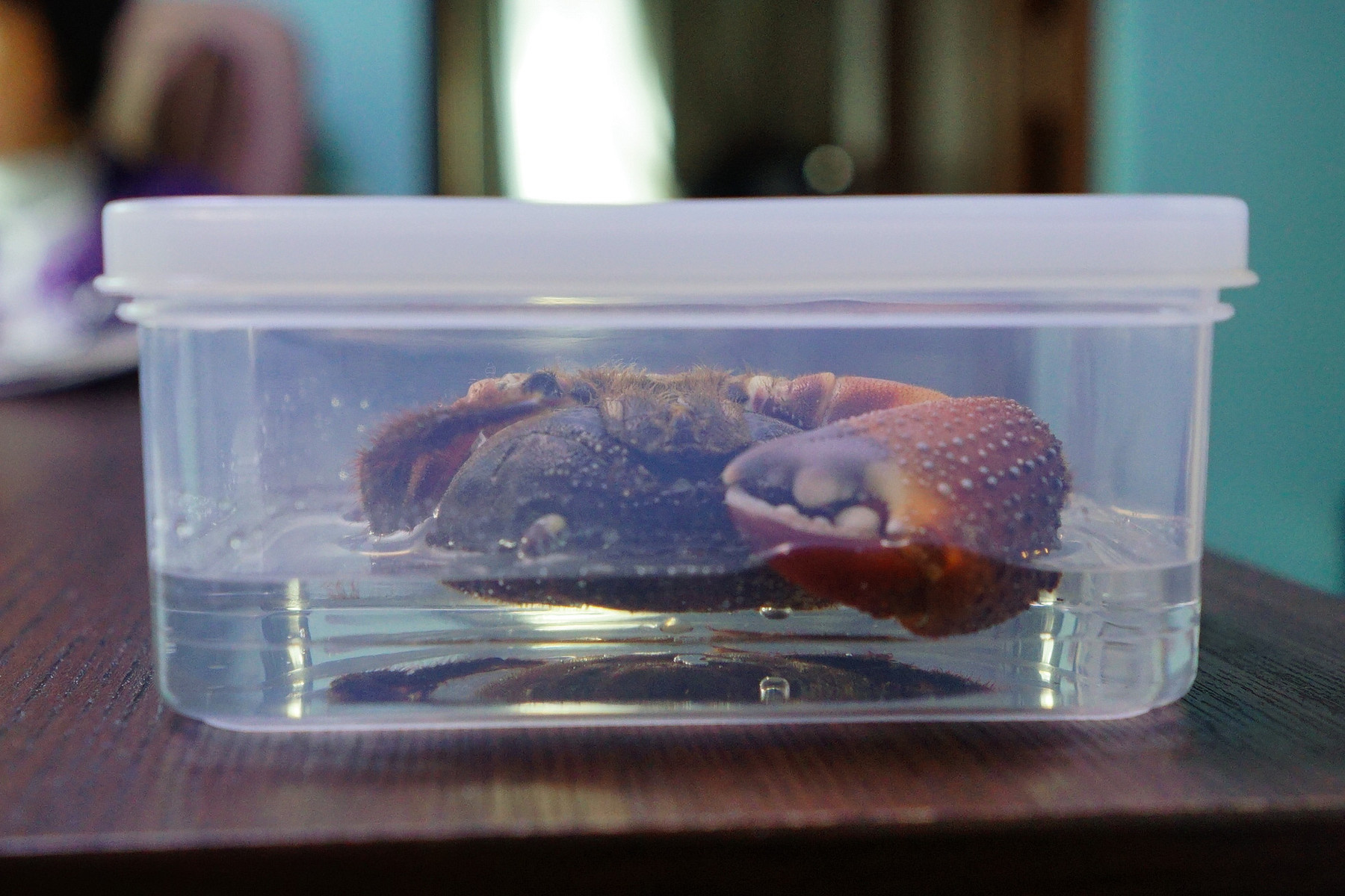 カニの樹脂標本を作りました 趣味の 写真 Diy オーディオ 日記