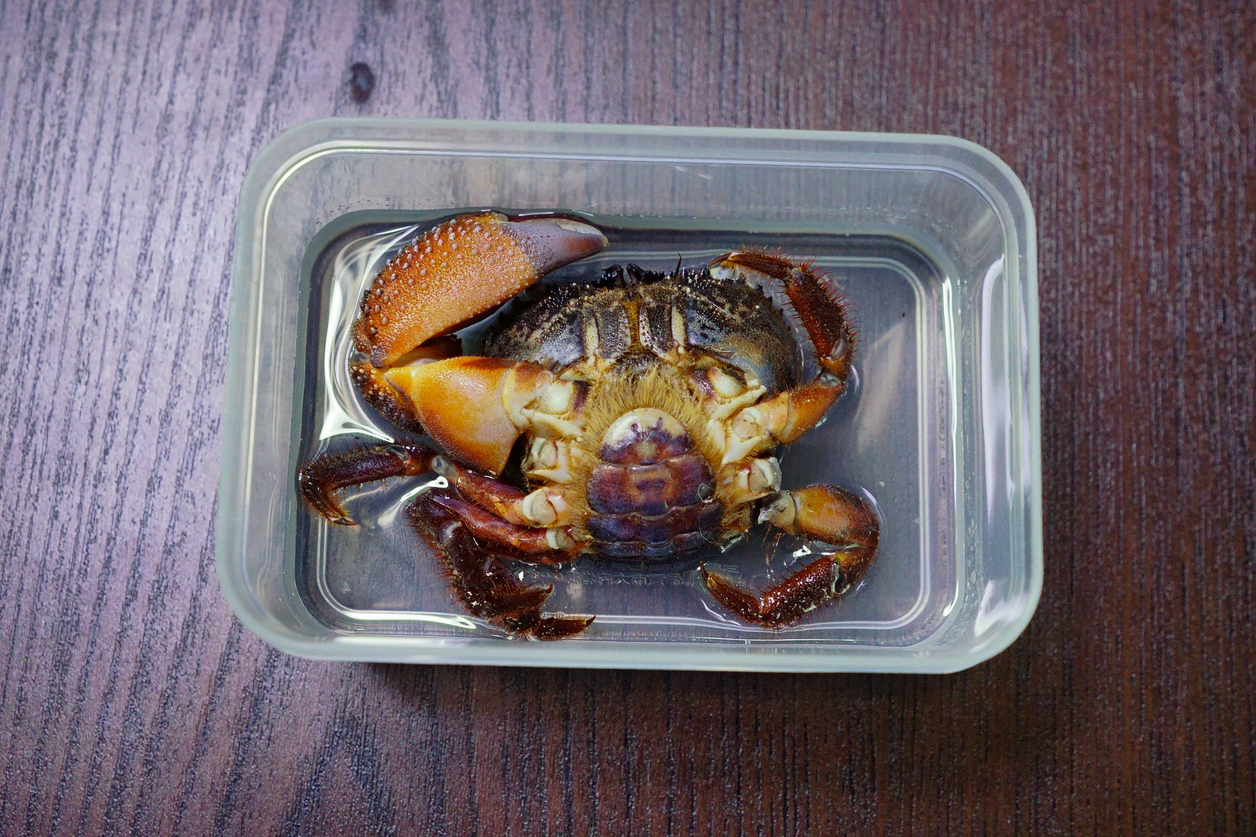 カニの樹脂標本を作りました : 趣味の「写真、DIY、オーディオ」日記 カニの樹脂標本を作りました : 趣味の「写真、DIY、オーディオ」日記