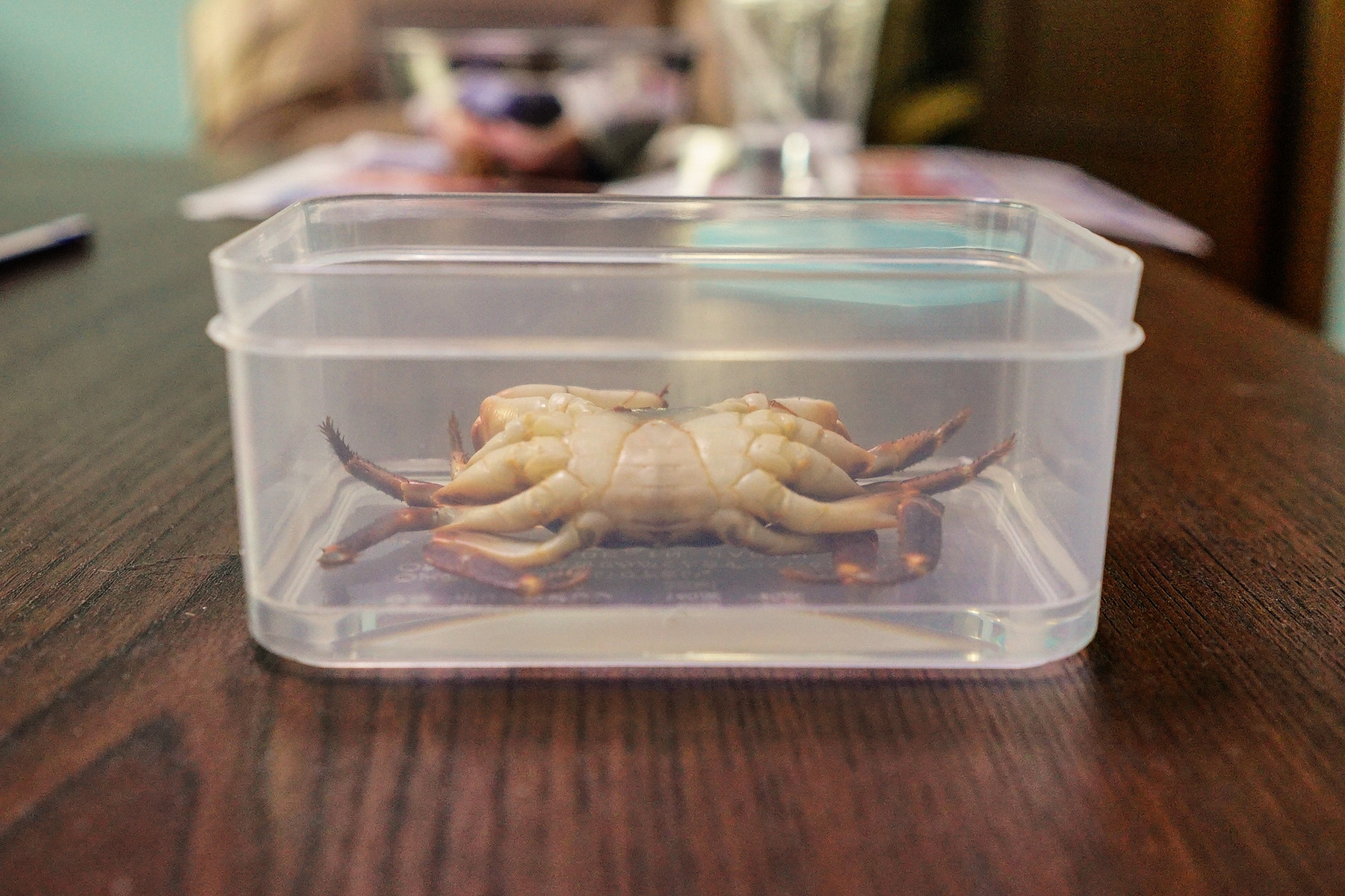 カニの樹脂標本を作りました : 趣味の「写真、DIY、オーディオ」日記