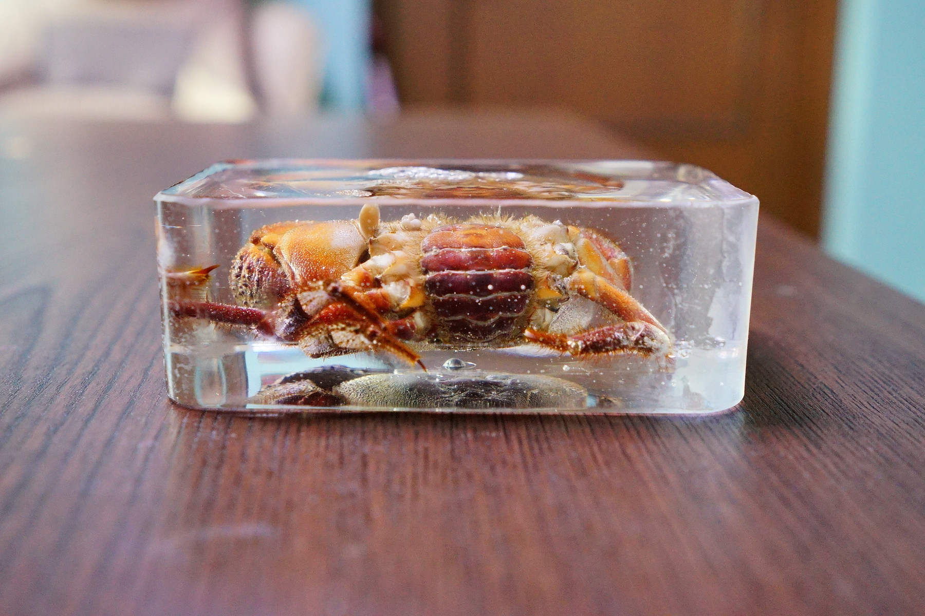 カニの樹脂標本を作りました 趣味の 写真 Diy オーディオ 日記