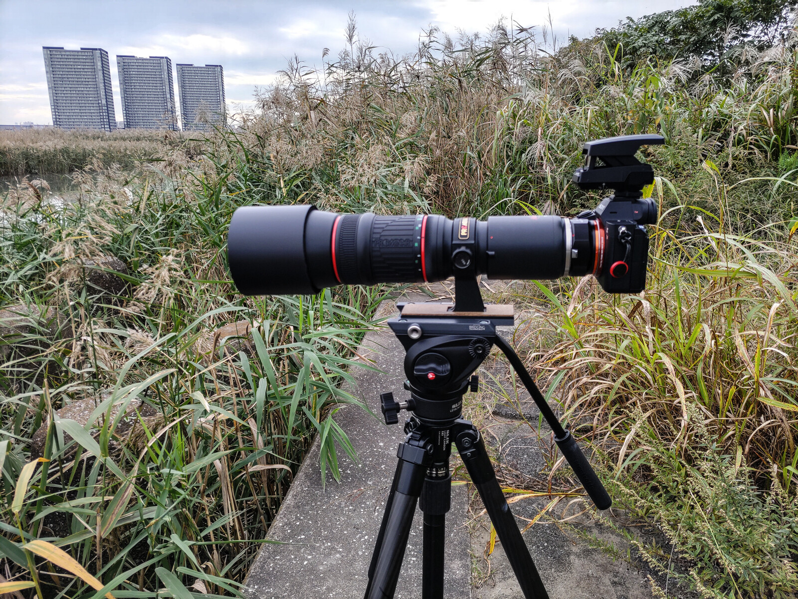 KOWA PROMINAR 500mm F5.6 FL + SONY α 7 Ⅲ 」 で野鳥を撮影 KOWA PROMINAR 500mm F5.6 FL + SONY α 7 Ⅲ 」 で野鳥を撮影