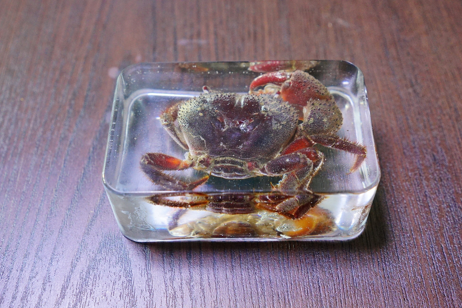 カニの樹脂標本を作りました : 趣味の「写真、DIY、オーディオ」日記 カニの樹脂標本を作りました : 趣味の「写真、DIY、オーディオ」日記