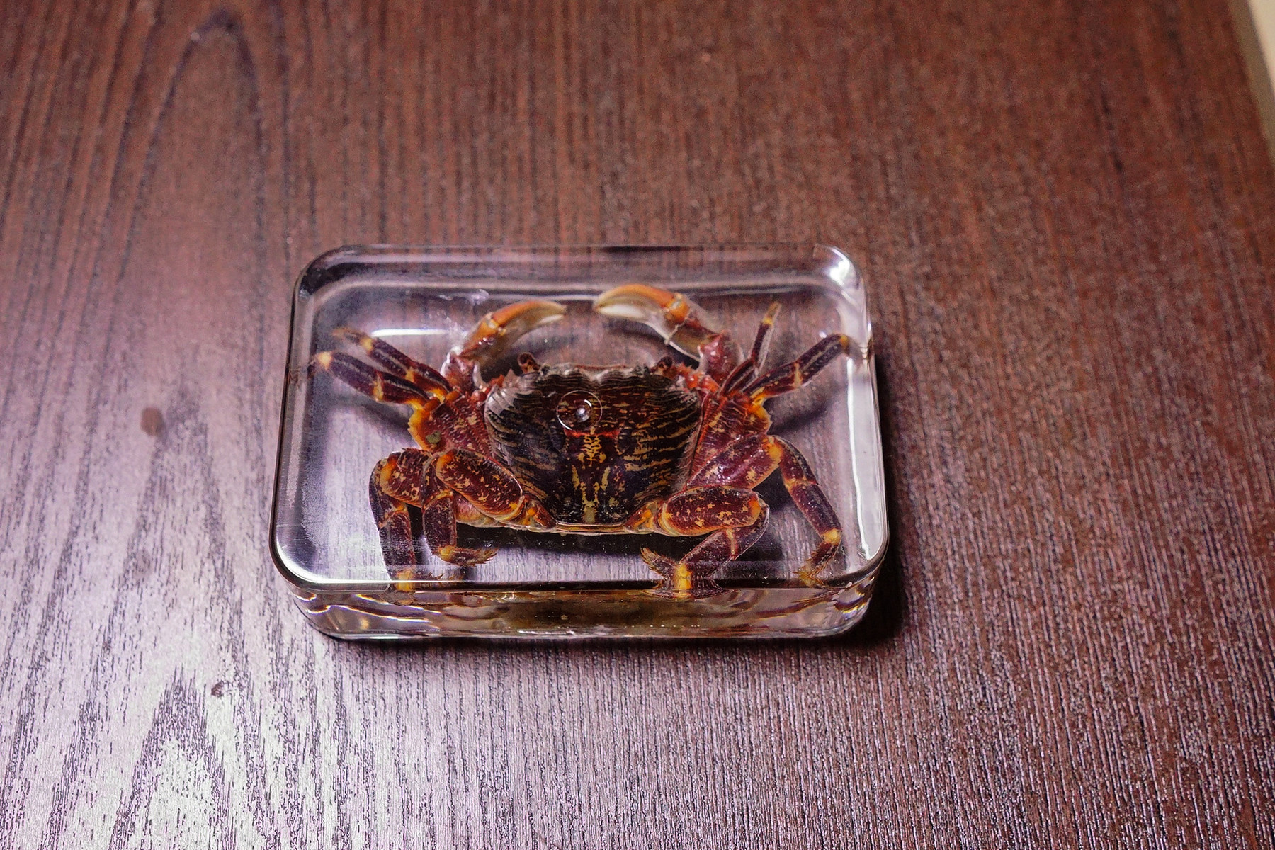 カニの樹脂標本を作りました : 趣味の「写真、DIY、オーディオ」日記 カニの樹脂標本を作りました : 趣味の「写真、DIY、オーディオ」日記
