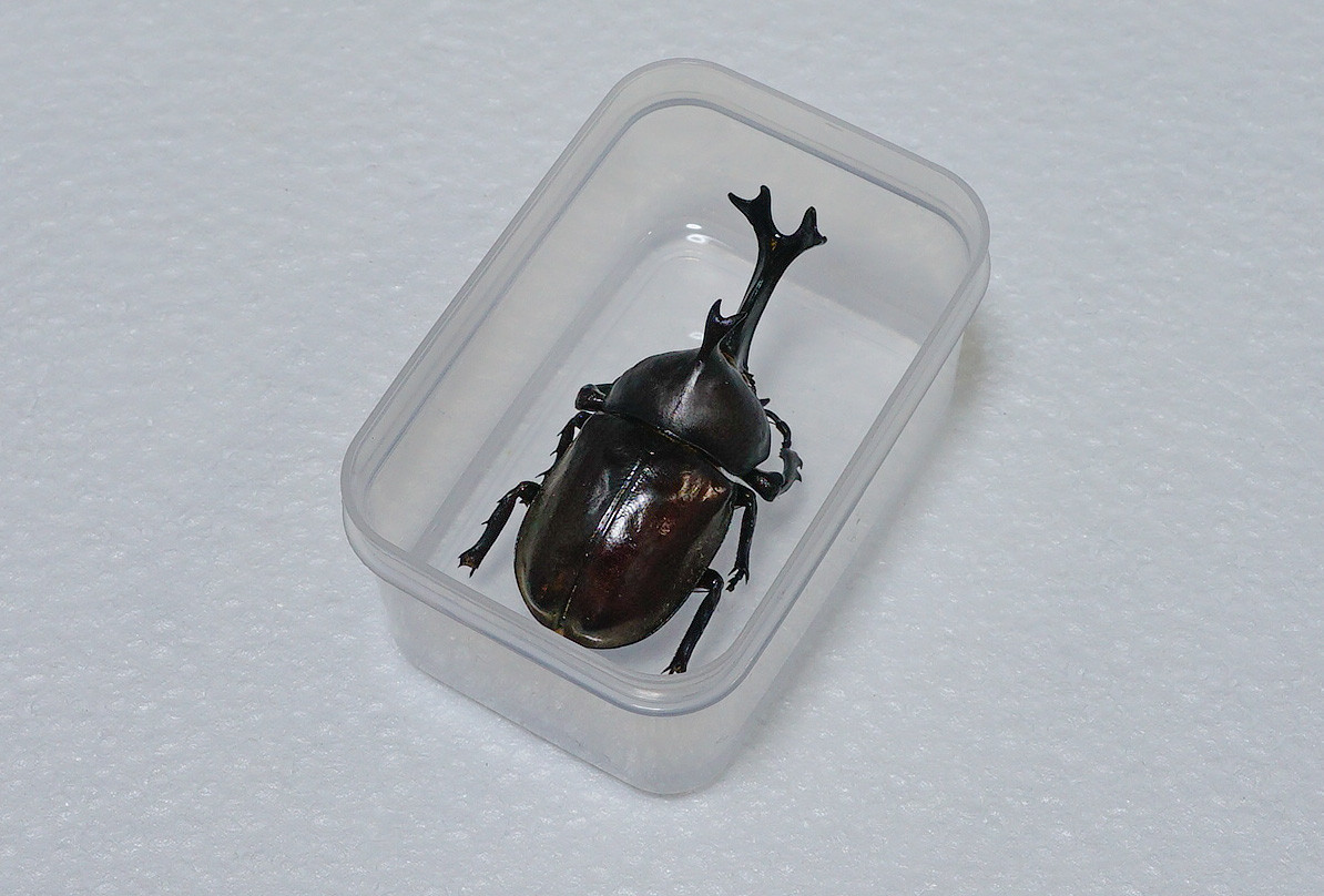 カブトムシの樹脂標本を作りました 趣味の 写真 Diy オーディオ 日記 カブトムシの樹脂標本を作りました 趣味の 写真 Diy オーディオ 日記