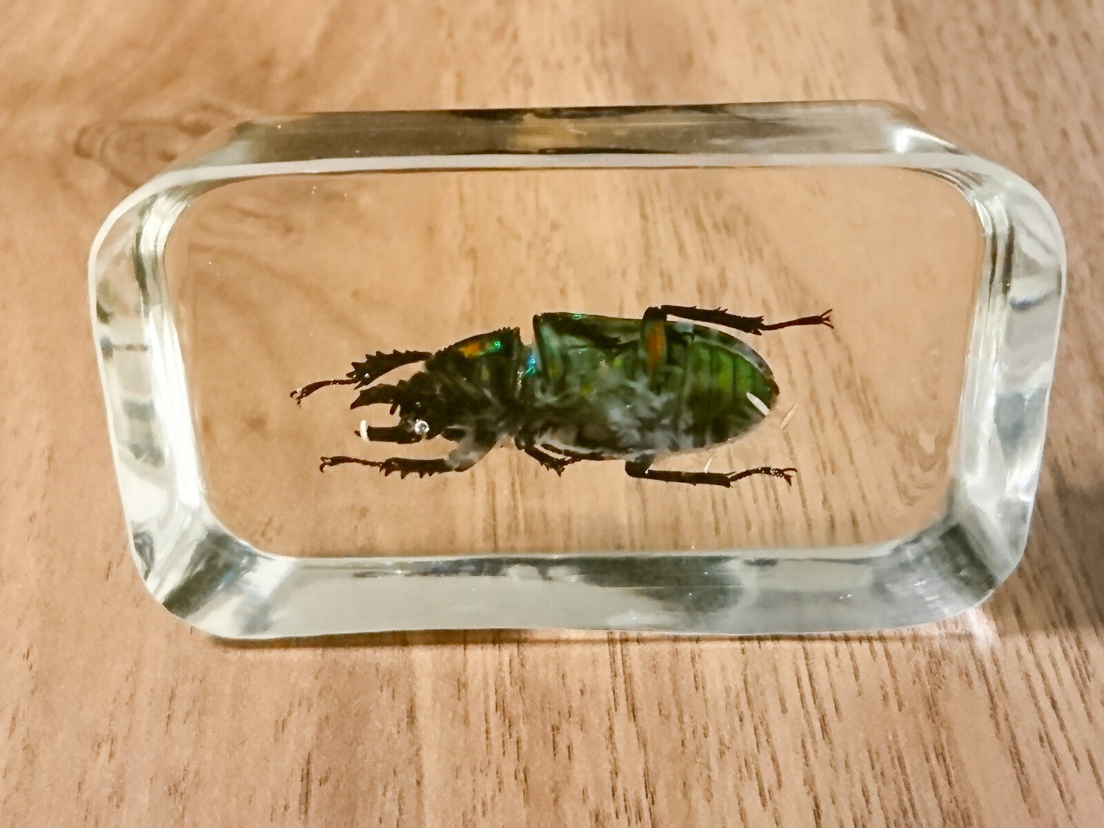 虹色クワガタの樹脂標本を作りました : 趣味の「写真、DIY、オーディオ