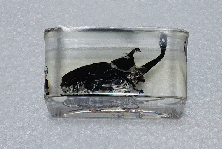 カブトムシの樹脂標本を作りました 趣味の 写真 Diy オーディオ 日記