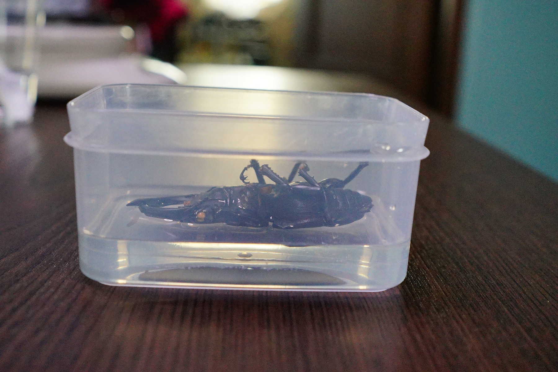 クワガタの樹脂標本を作りました 趣味の 写真 Diy オーディオ 日記